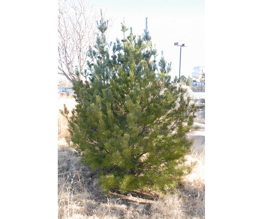 Lacebark Pine